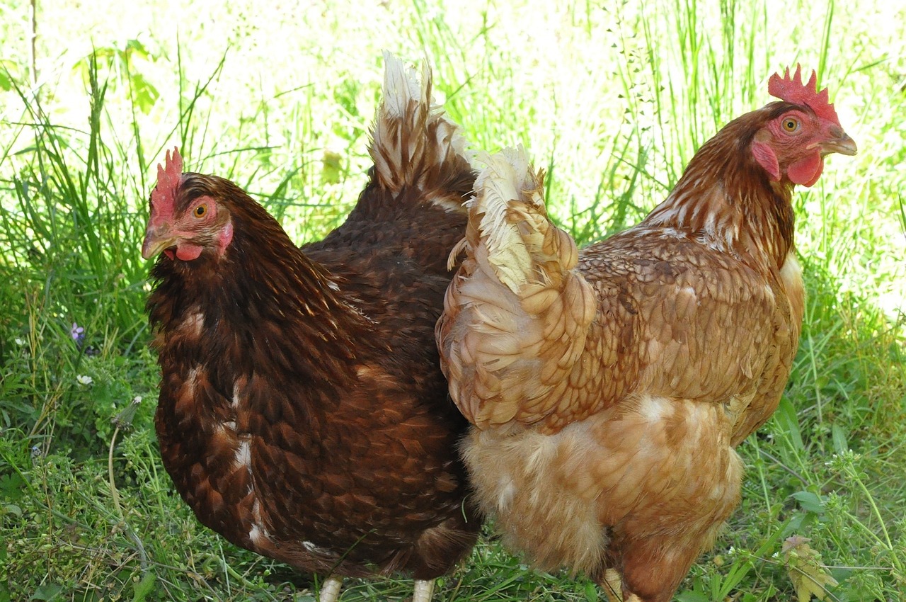 ¿Qué compuesto lleva un buen pienso para gallinas ponedoras?