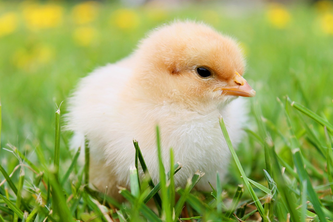 ¿Que se les da a los pollitos recién nacidos para comer?
