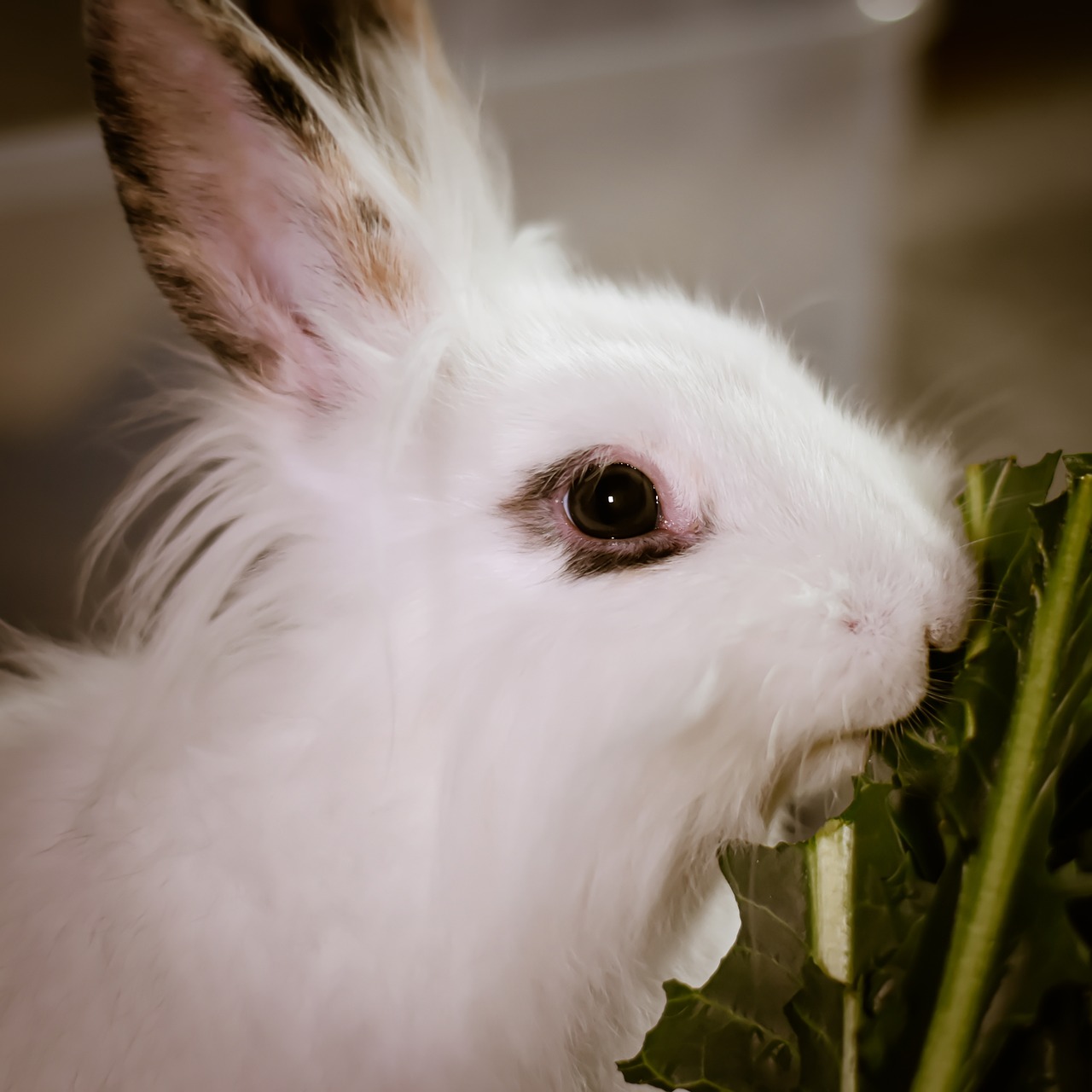 ¿Cuál es la raza de conejos más cariñosa?