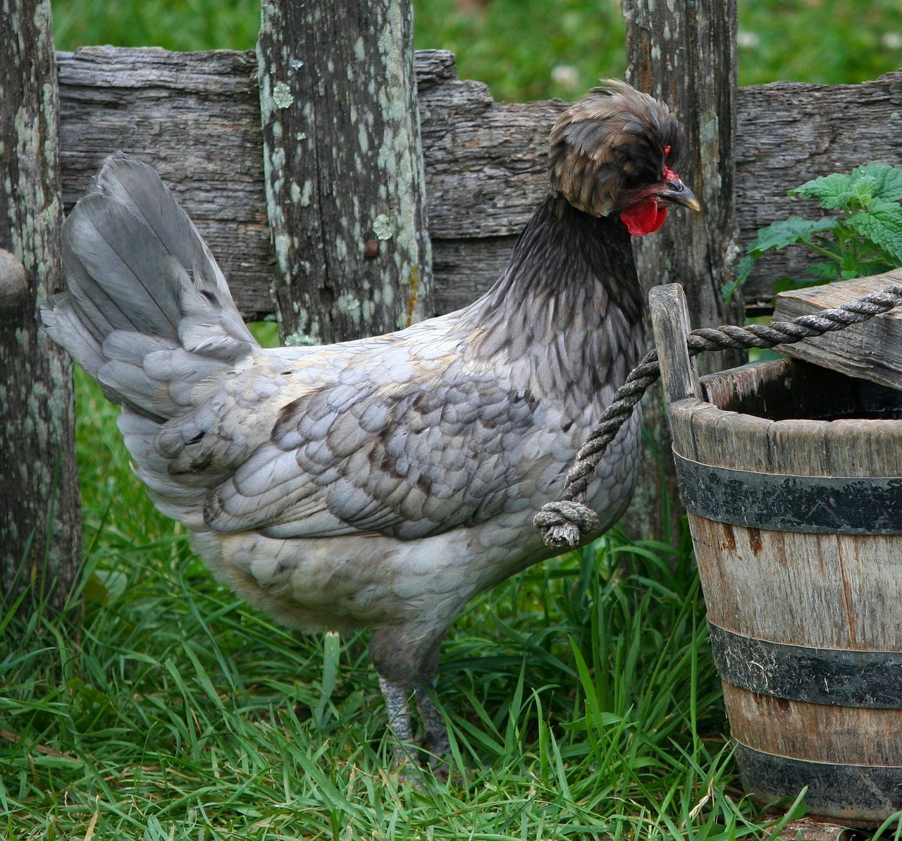 ¿Qué se necesita para hacer una granja avícola?