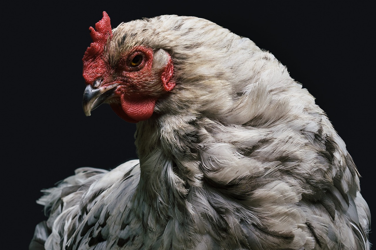 ¿Cómo acabar con los ácaros de las gallinas?