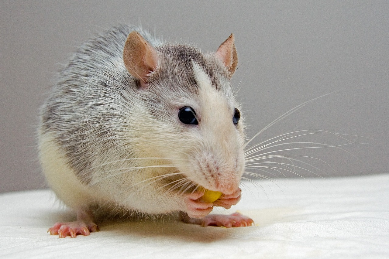 ¿Cómo evitar las ratas en el gallinero?