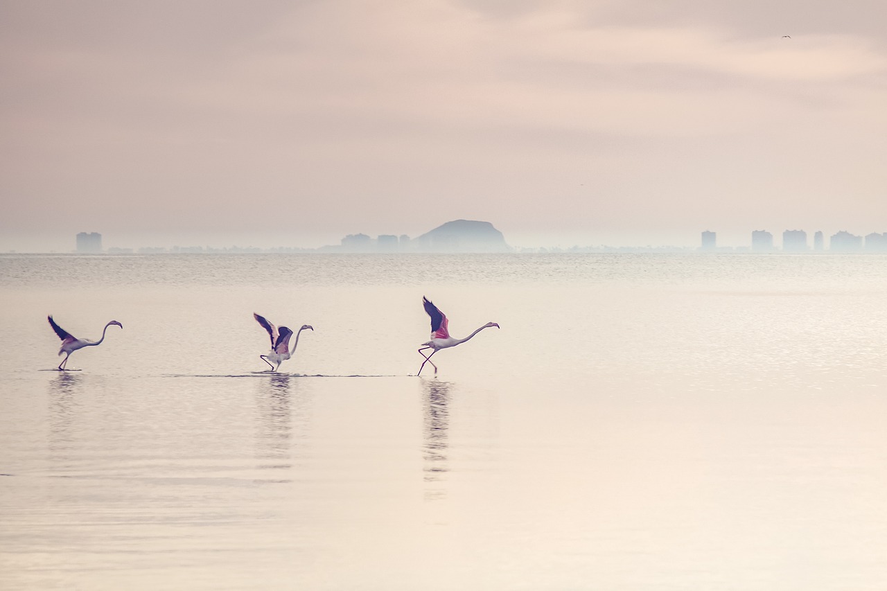 ¿Cómo hacer una laguna para patos?