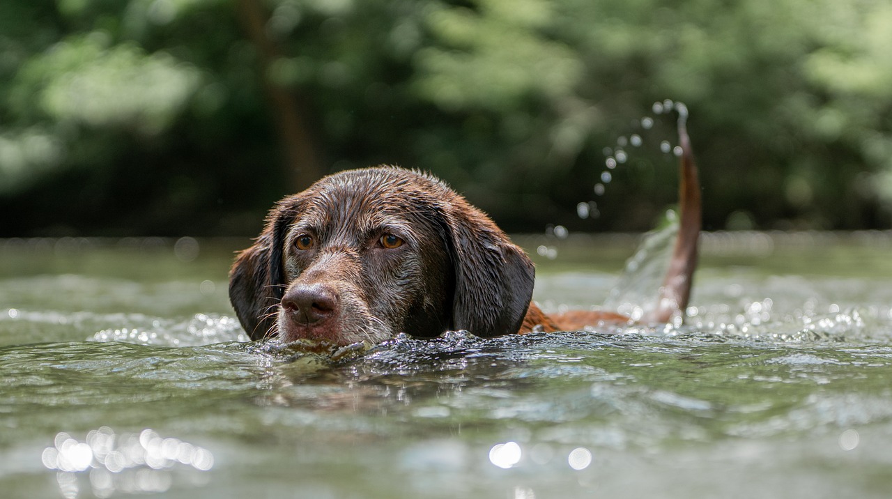 ¿Cómo saber si un labrador es mestizo?