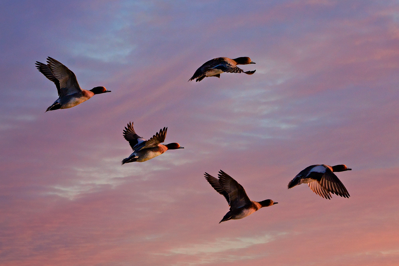 ¿Cómo se llama al conjunto de patos?