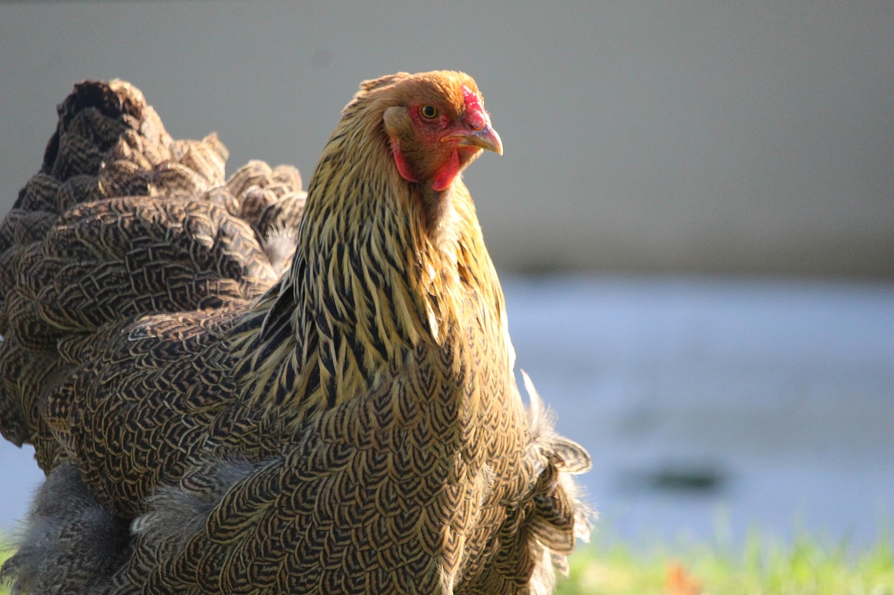 ¿Cómo son los huevos de las gallinas Brahma?