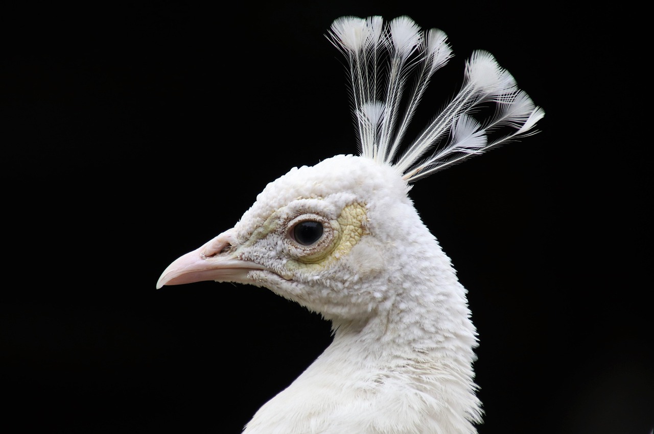 ¿Cómo vuela el pavo real?