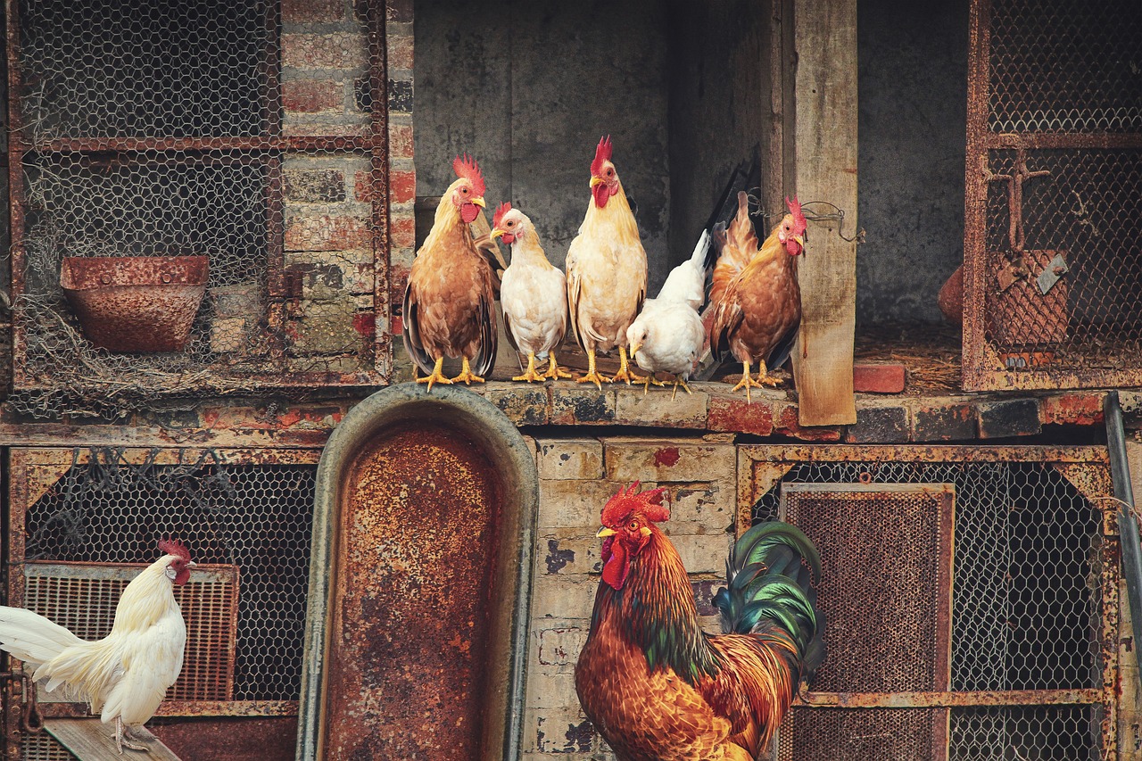 ¿Cuál es la mejor raza de gallinas de doble propósito?