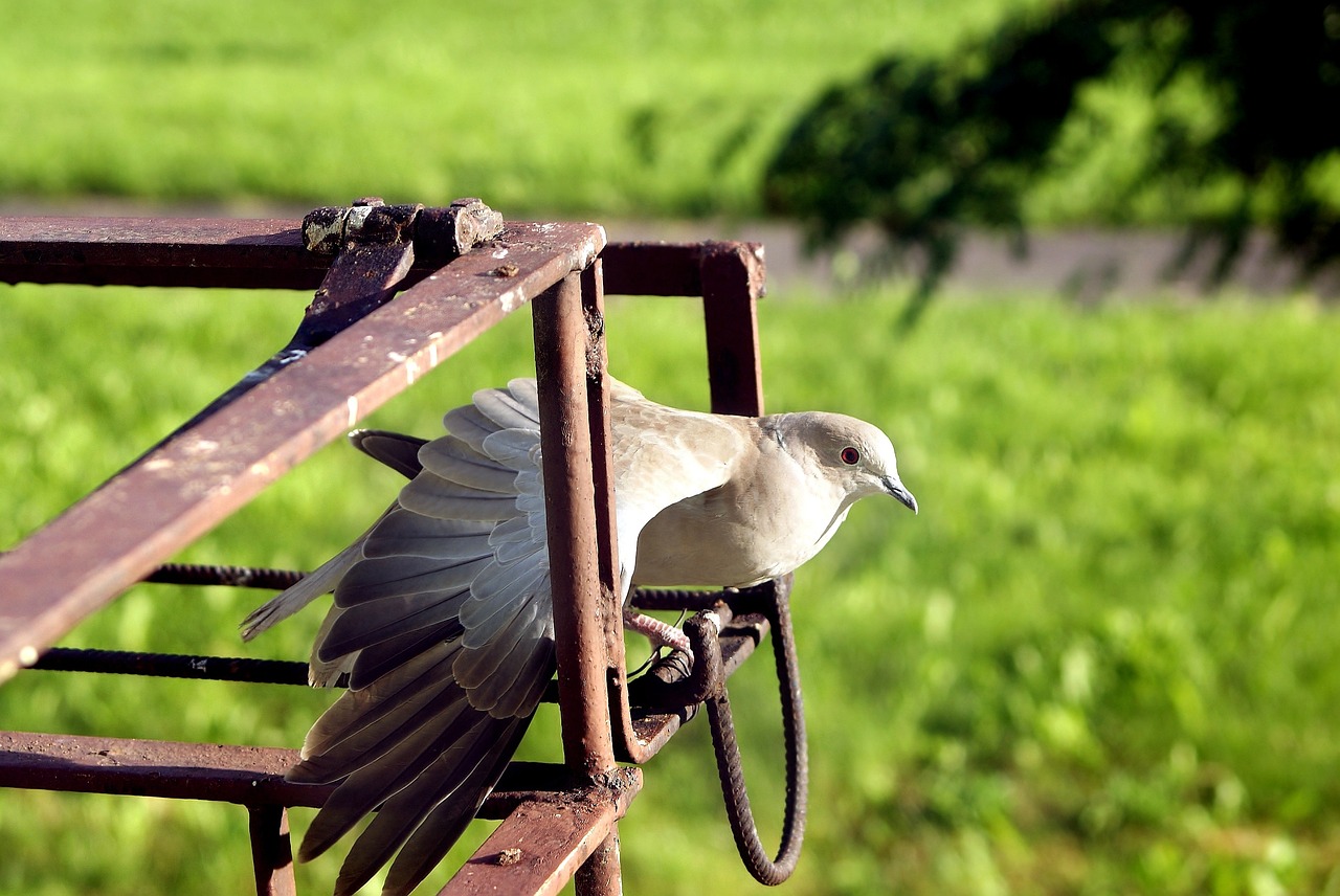 ¿Cuáles son las mejores razas de palomas mensajeras?