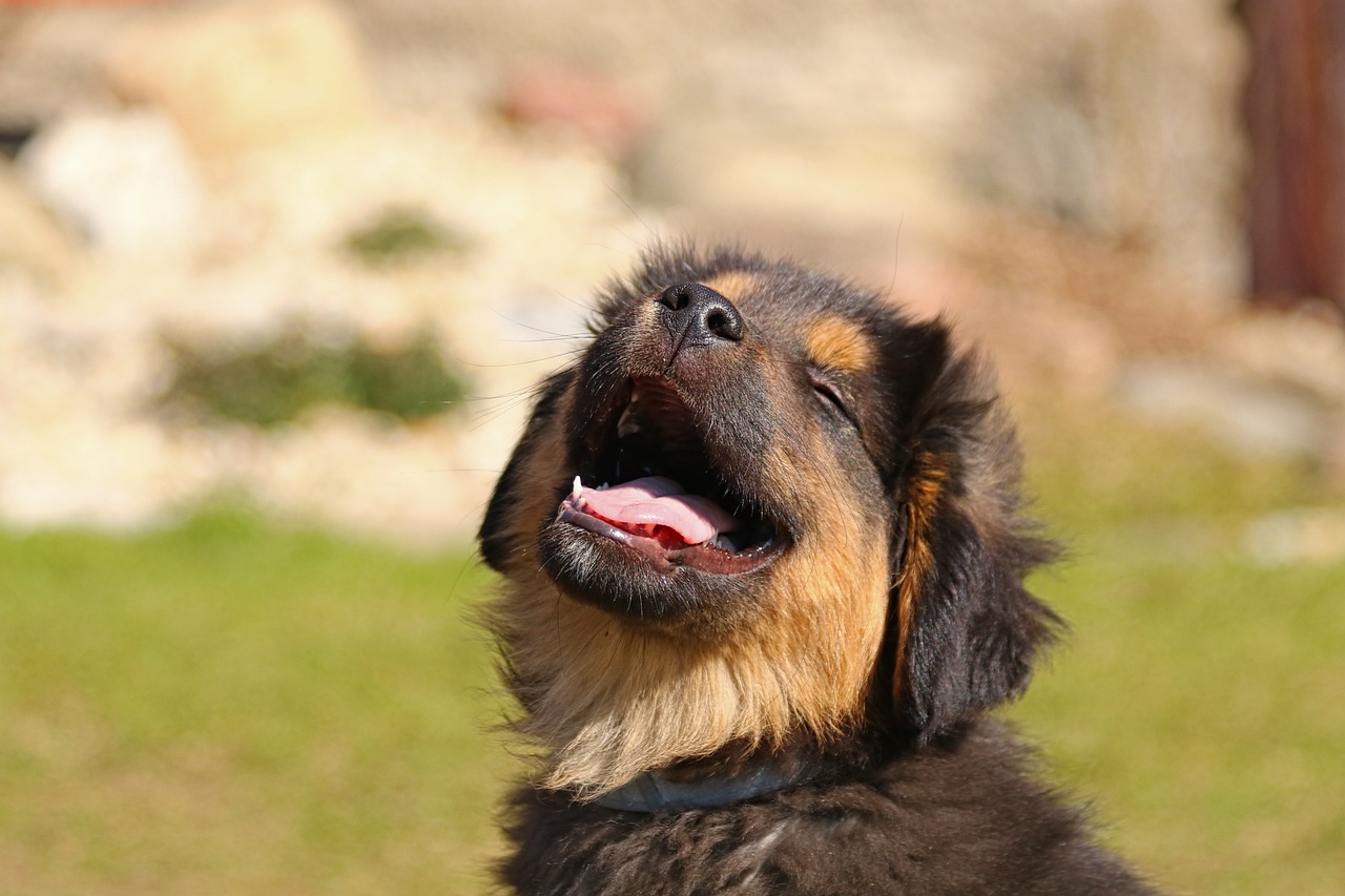 ¿Cuánto come un cachorro de 2 meses Braco de Weimar?