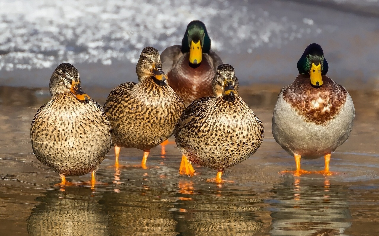 ¿Cuántos días está incubando un pato?