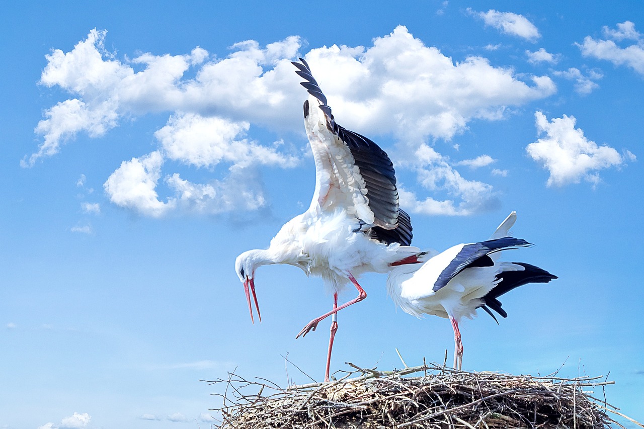 ¿Dónde hacen sus nidos los patos?