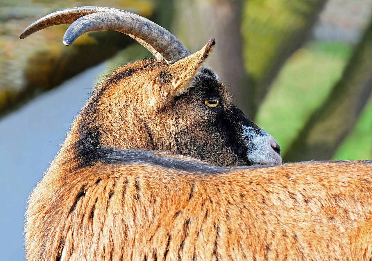 ¿Por qué los ojos de las cabras son así?