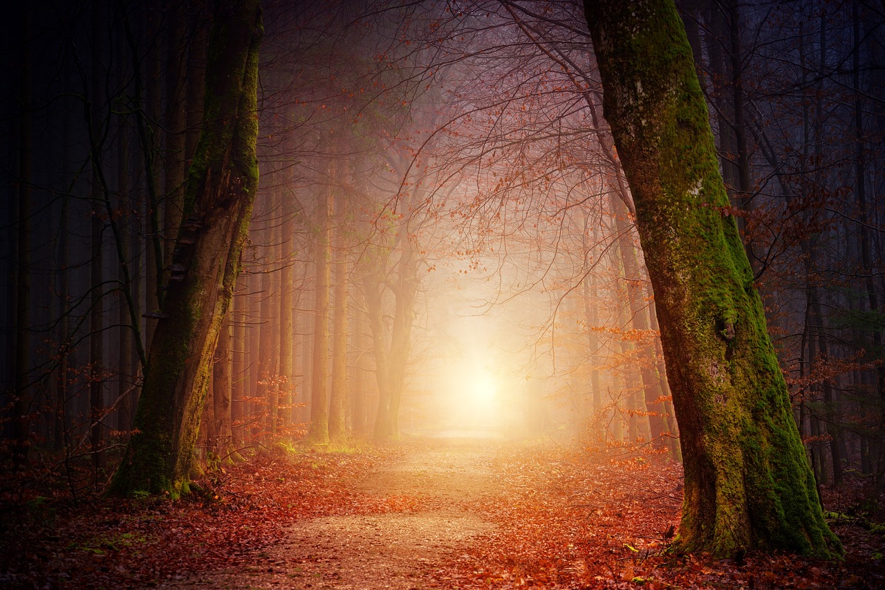 ¿Qué comida crece en el bosque?