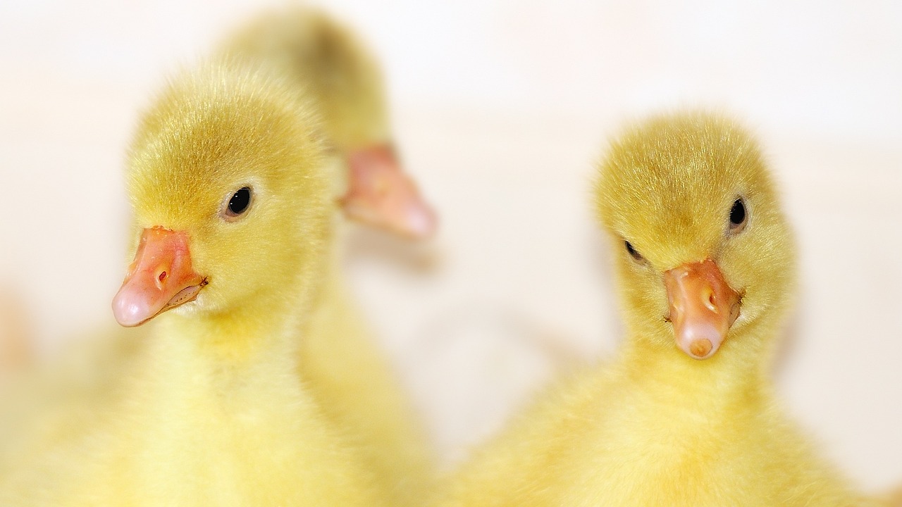¿Qué hacer cuando están naciendo los pollitos?