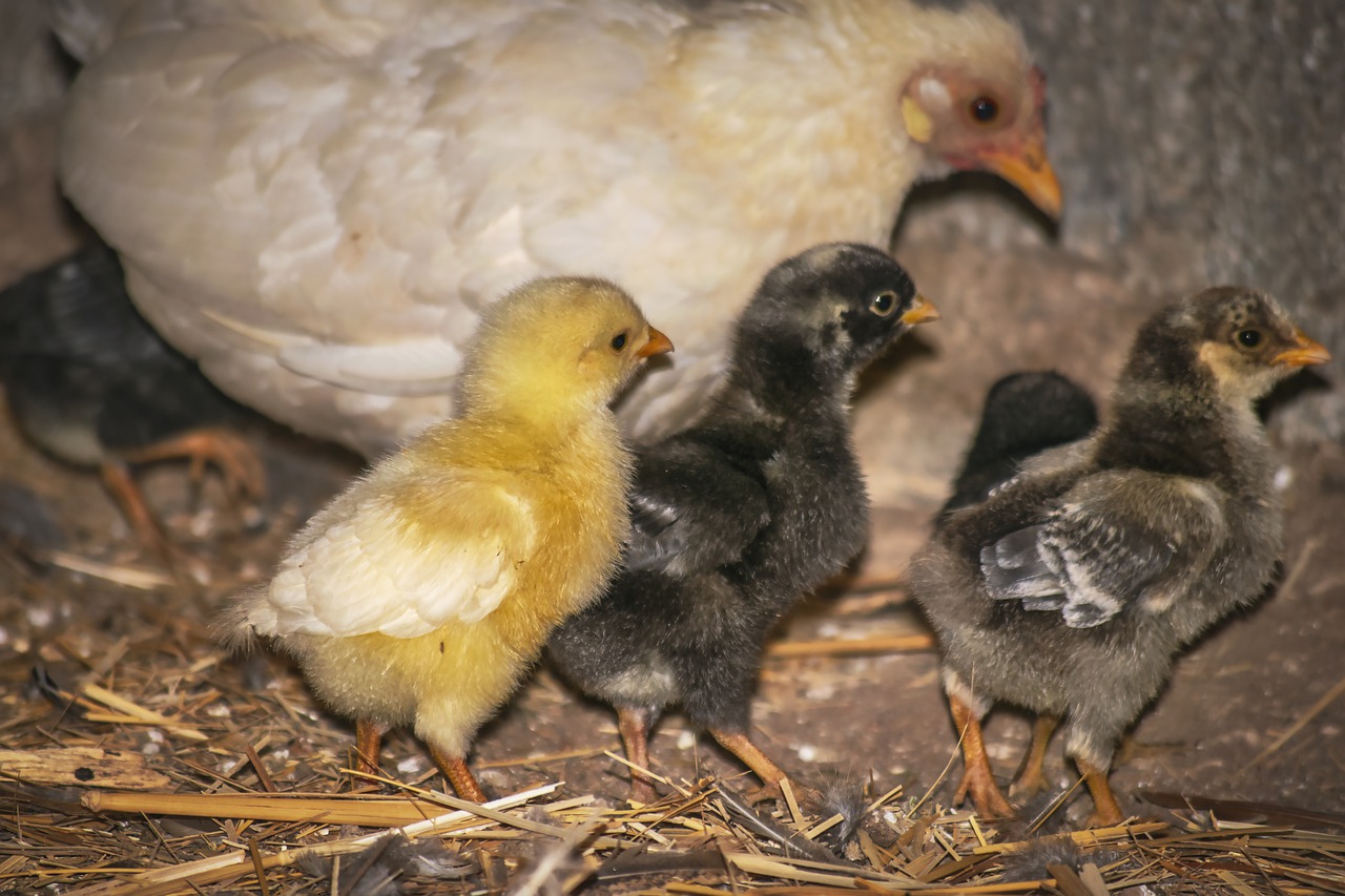 ¿Qué medidas debe tener un gallinero para 10 gallinas?