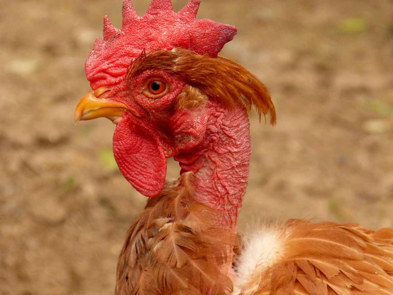 ¿Qué raza es la gallina cuello pelado?