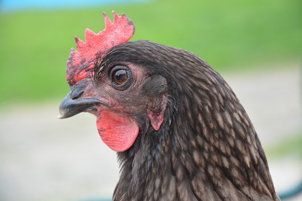 ¿Qué raza son las gallinas cenizas?