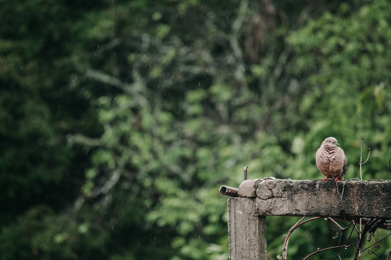 ¿Qué tipos de palomas hay?