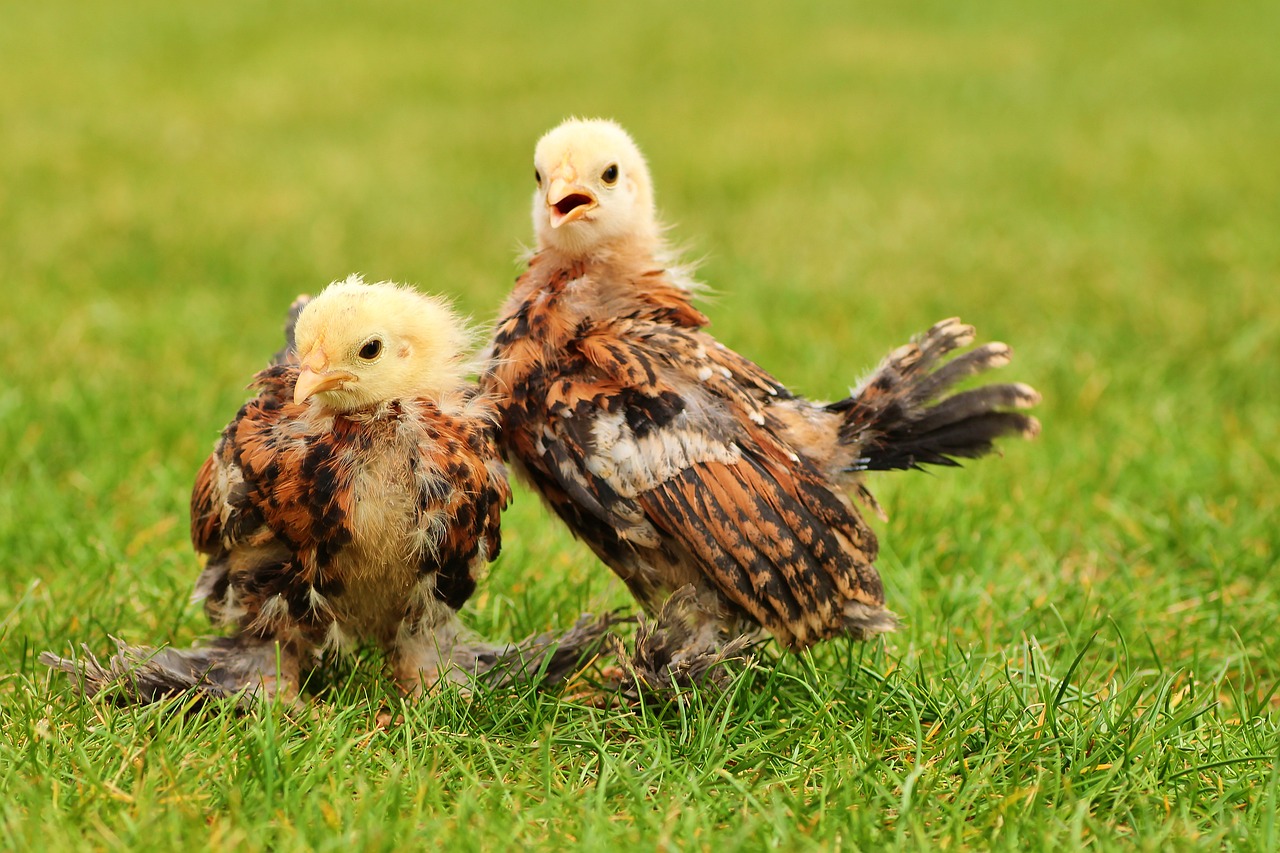 ¿Cómo cuidar a un pollito recién nacido en casa?