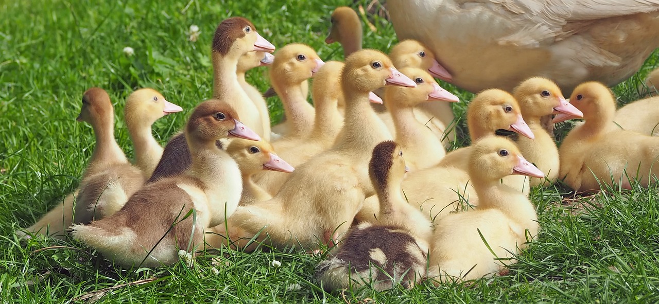 ¿Cómo debe dormir un pollito?