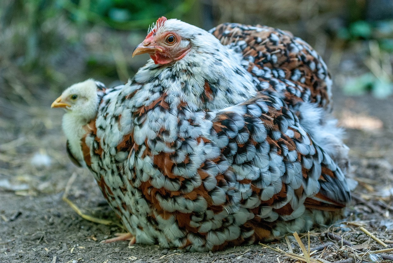 ¿Cuál es la diferencia entre un gallo sedoso y una gallina?