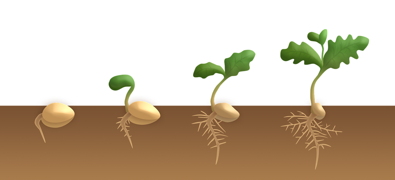 ¿Cuáles son las semillas que germinan más rápido?
