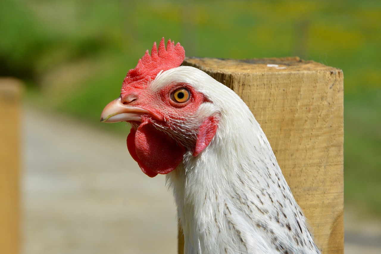 ¿Cuándo empiezan a poner huevos las gallinas Sussex?