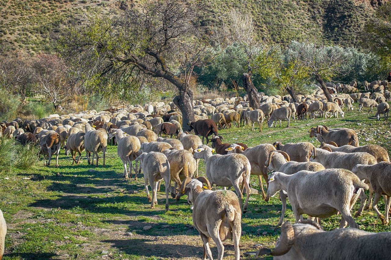 ¿Cuánto dinero se gana en una granja de pollos?