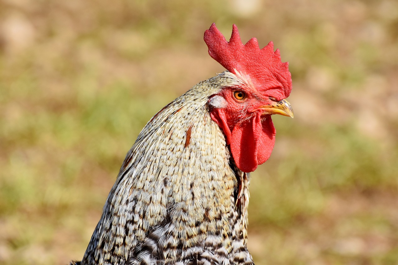 ¿Qué color es la cresta del gallo?