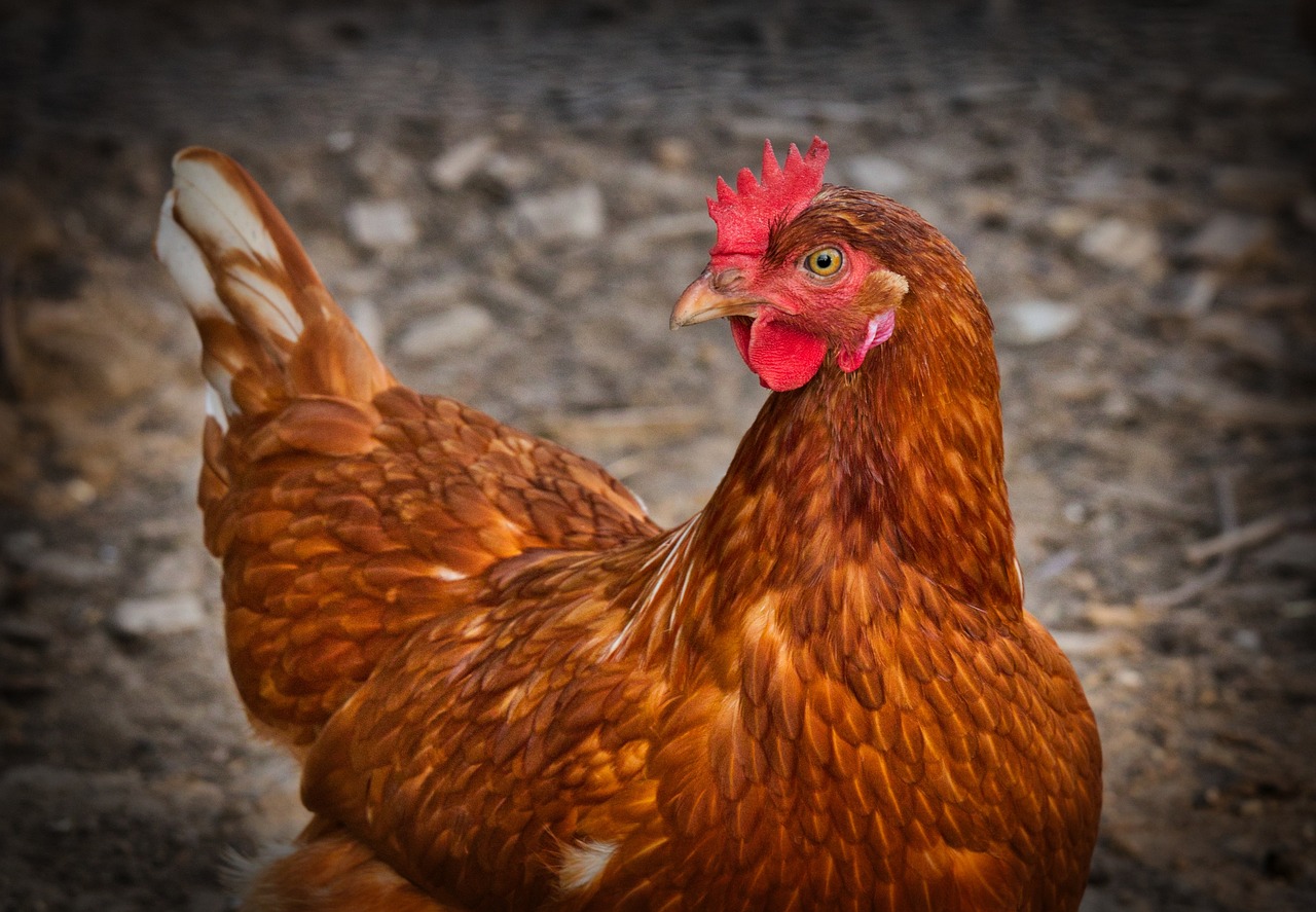 ¿Qué raza de gallina pone huevos de dos yemas?