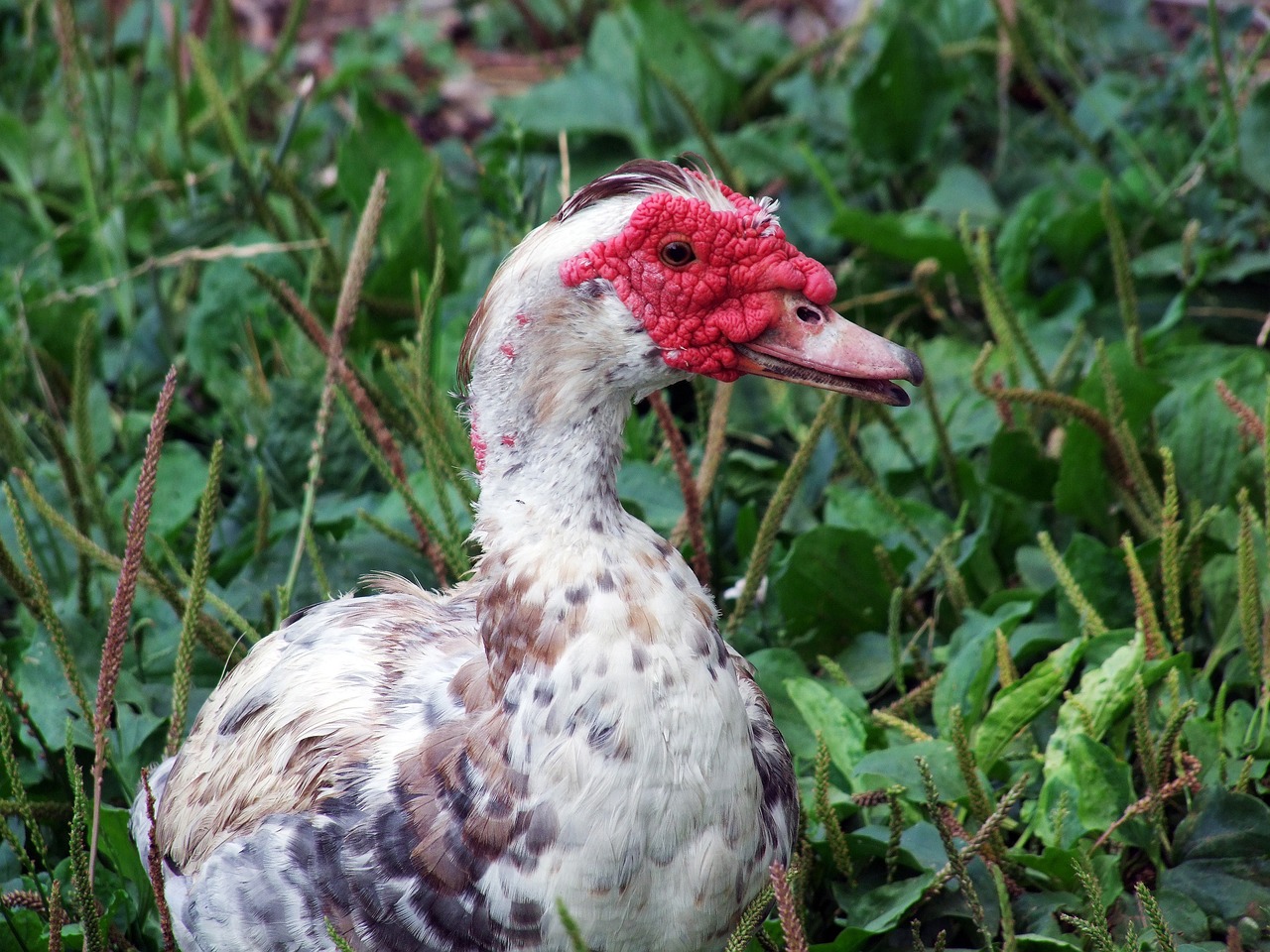 ¿Cómo son los patos mudos?