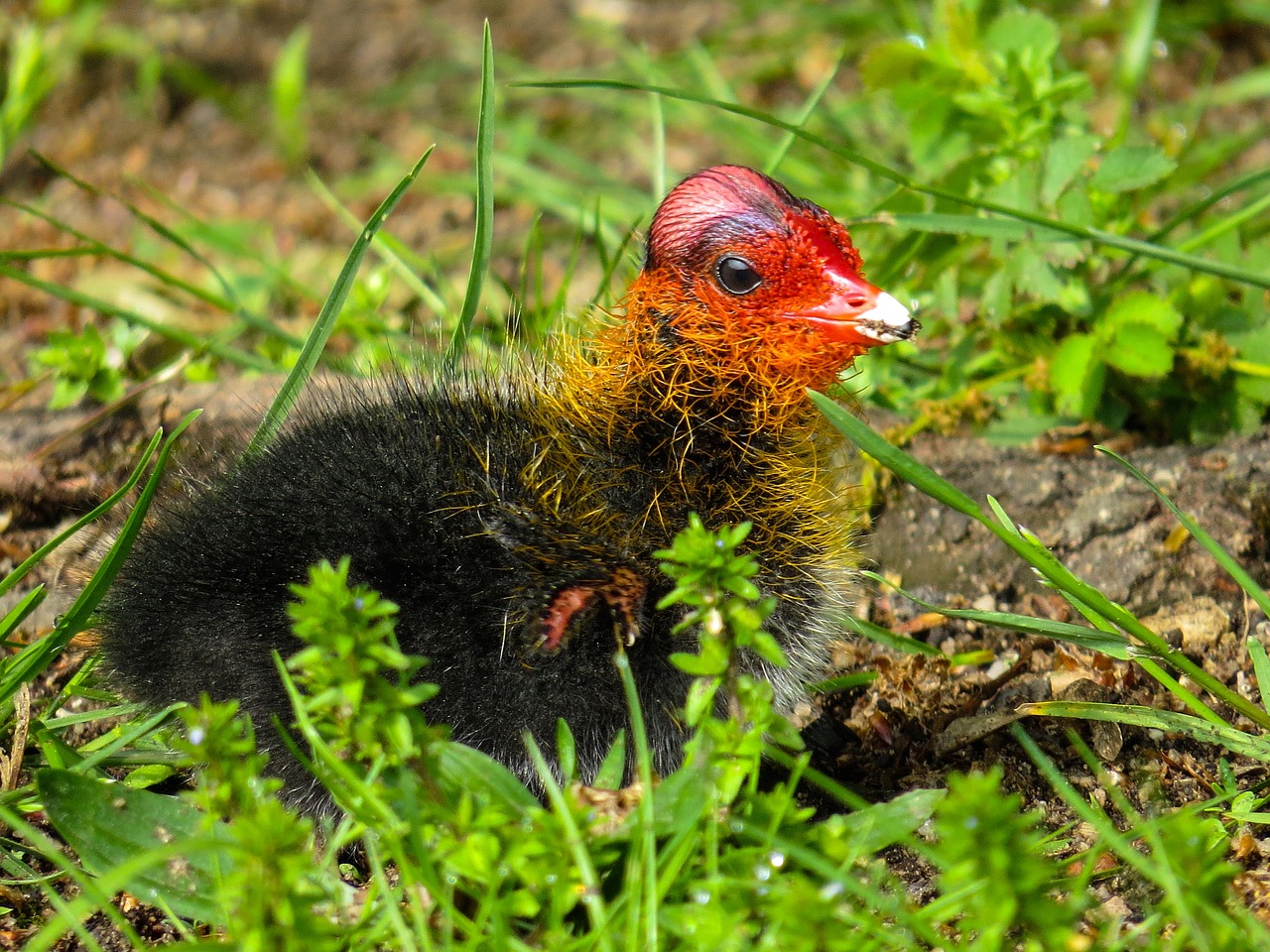 ¿Cuántos huevos pone una gallina de Guinea al día?