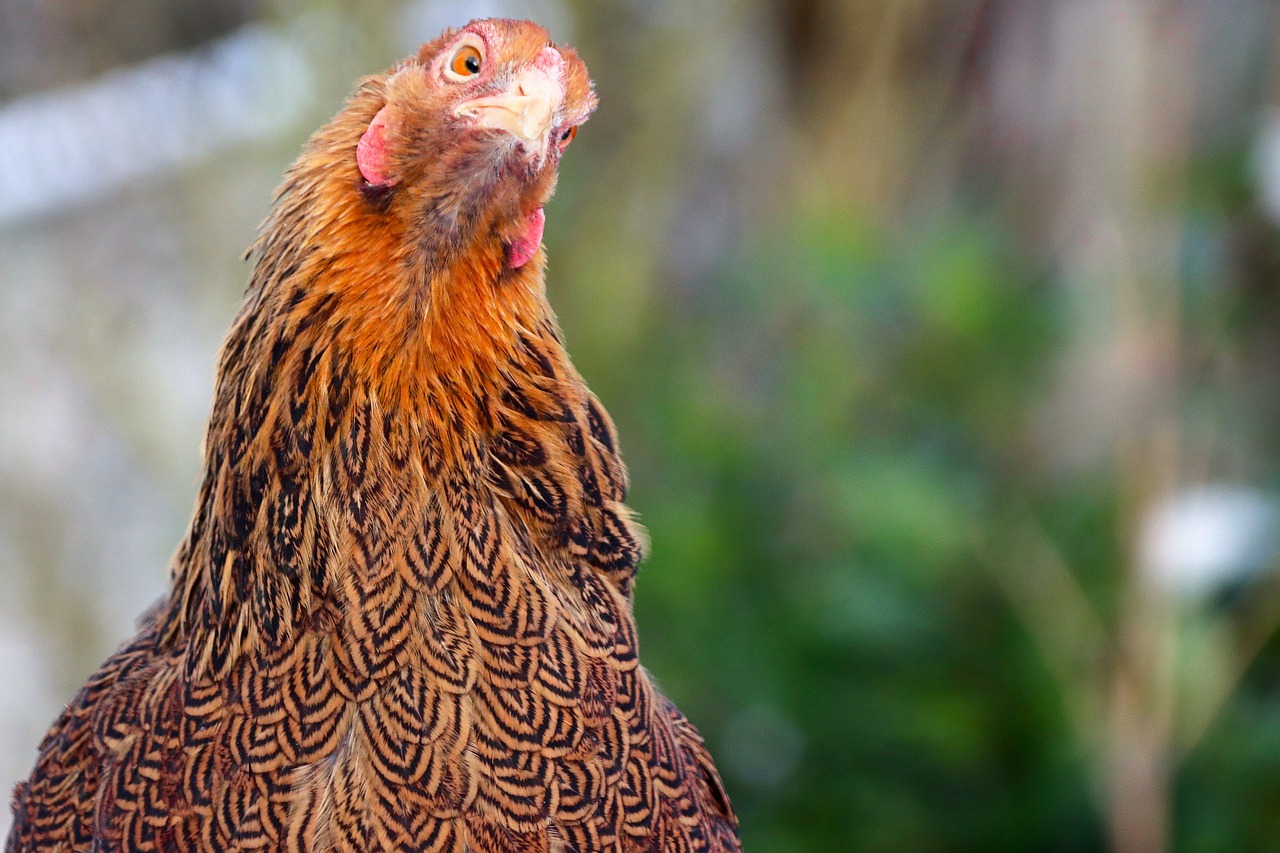 ¿Cuántos tipos de gallina Brahma hay?