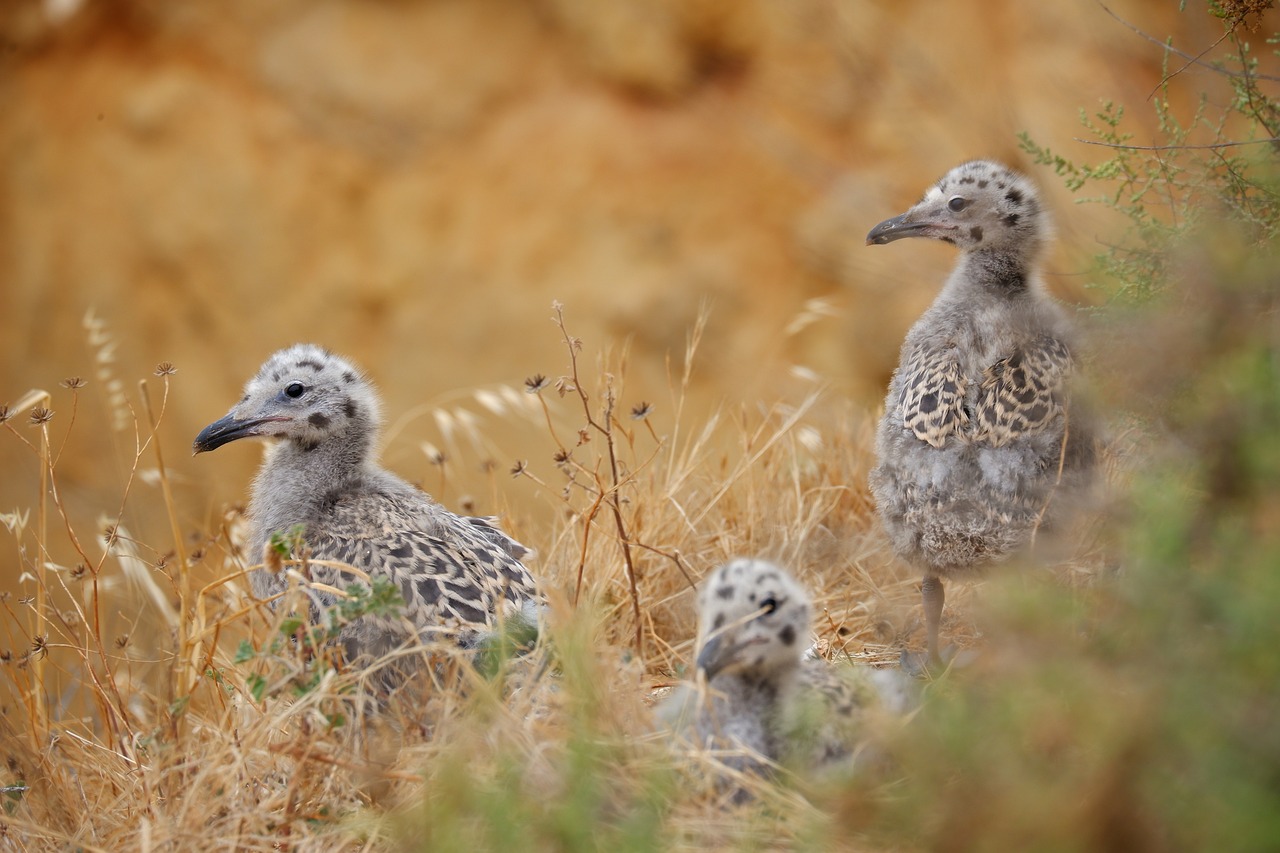 ¿Por qué llora tanto un pollito?