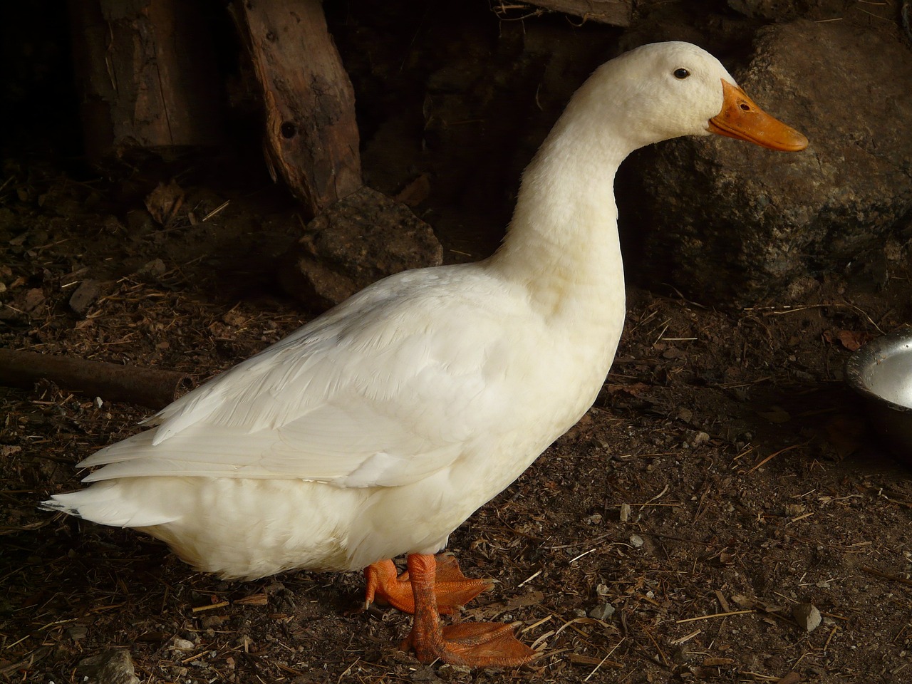 ¿Cómo puedo saber si mi pato es Pekín?