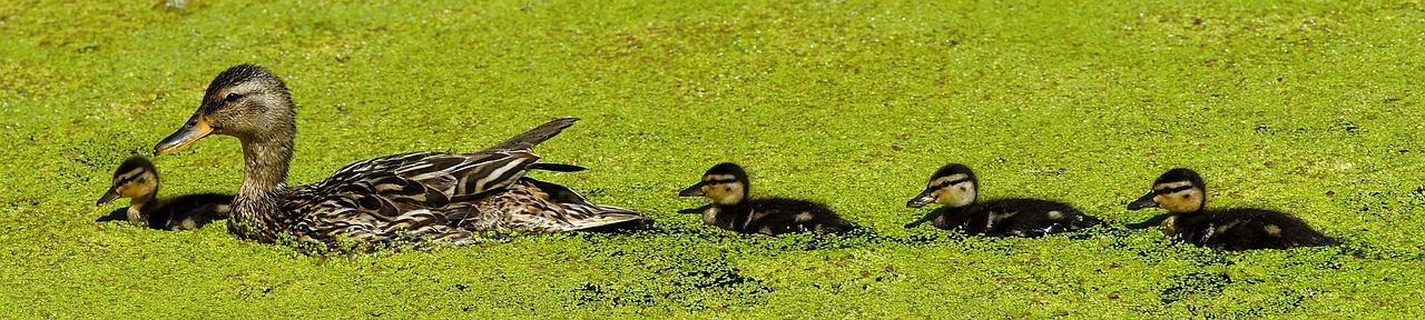 ¿Cómo saber si es un pato macho o hembra?