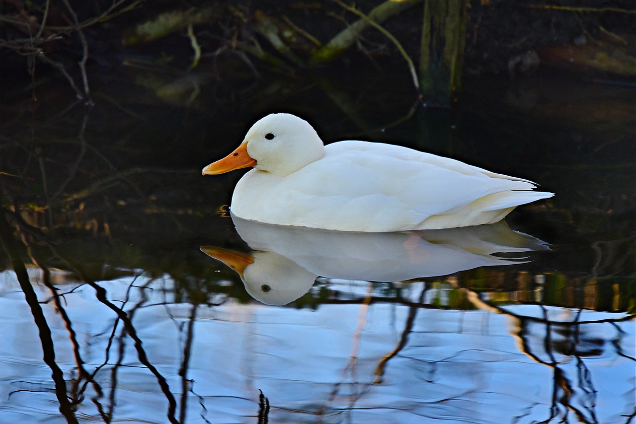 ¿Cómo son los patos Pekín?