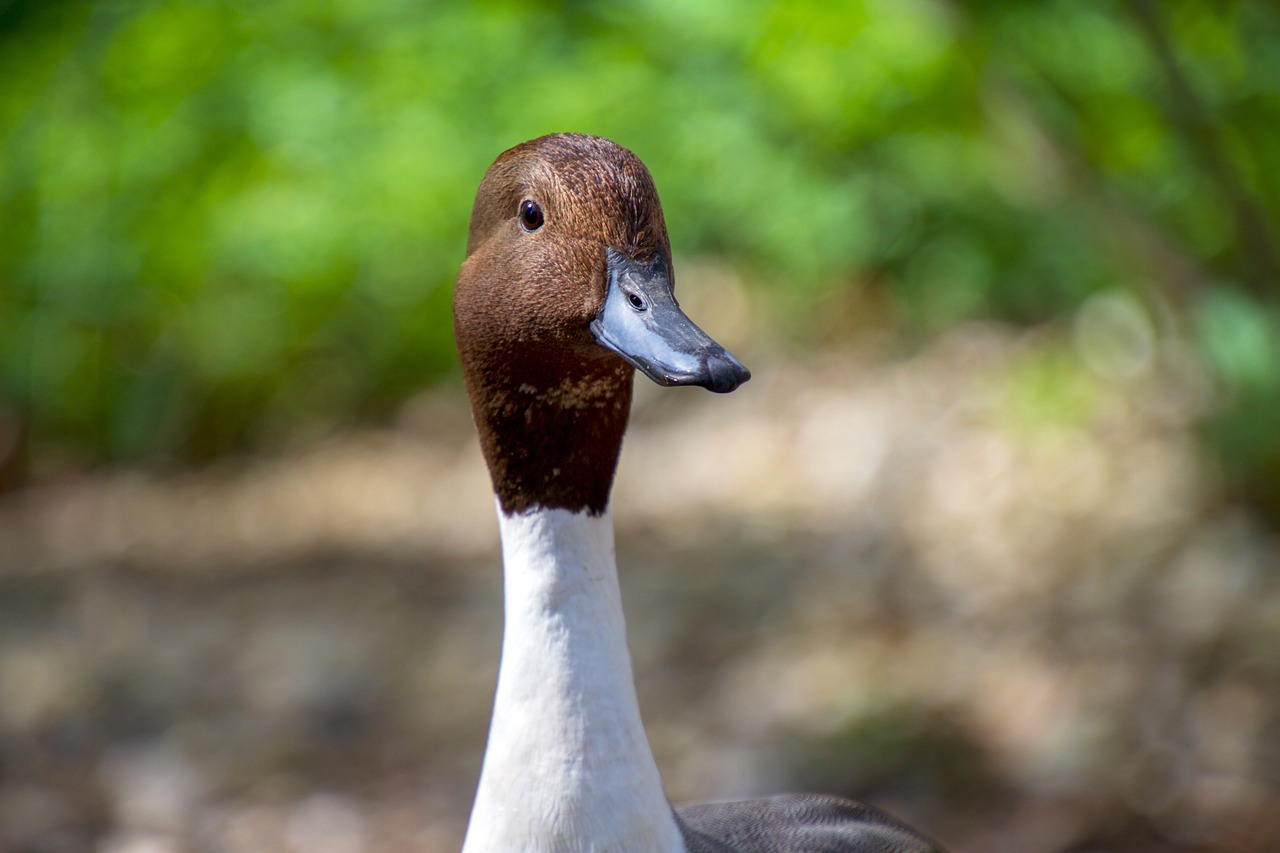 ¿Cuál es la mejor raza de pato para carne?