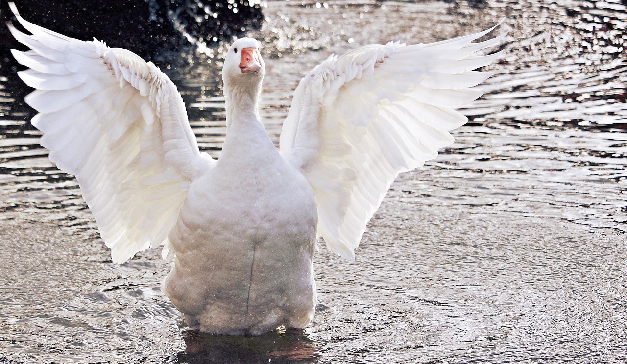 ¿Cuáles patos son domesticos?