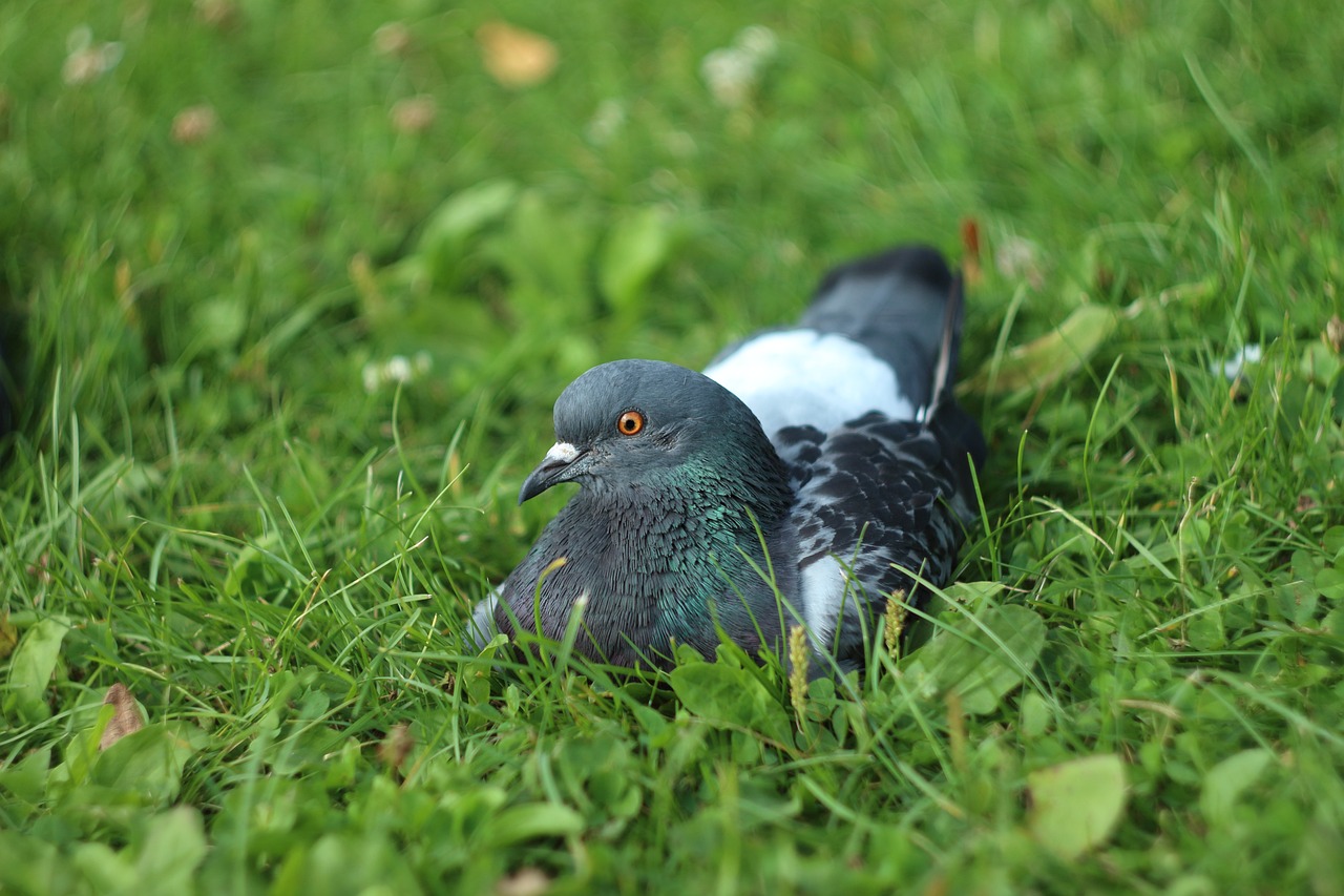 ¿Cuáles son las razas de palomas?