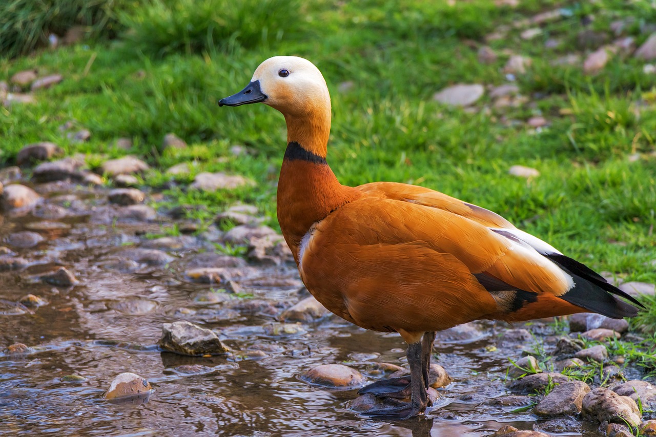 ¿Cuáles son los patos de granja?