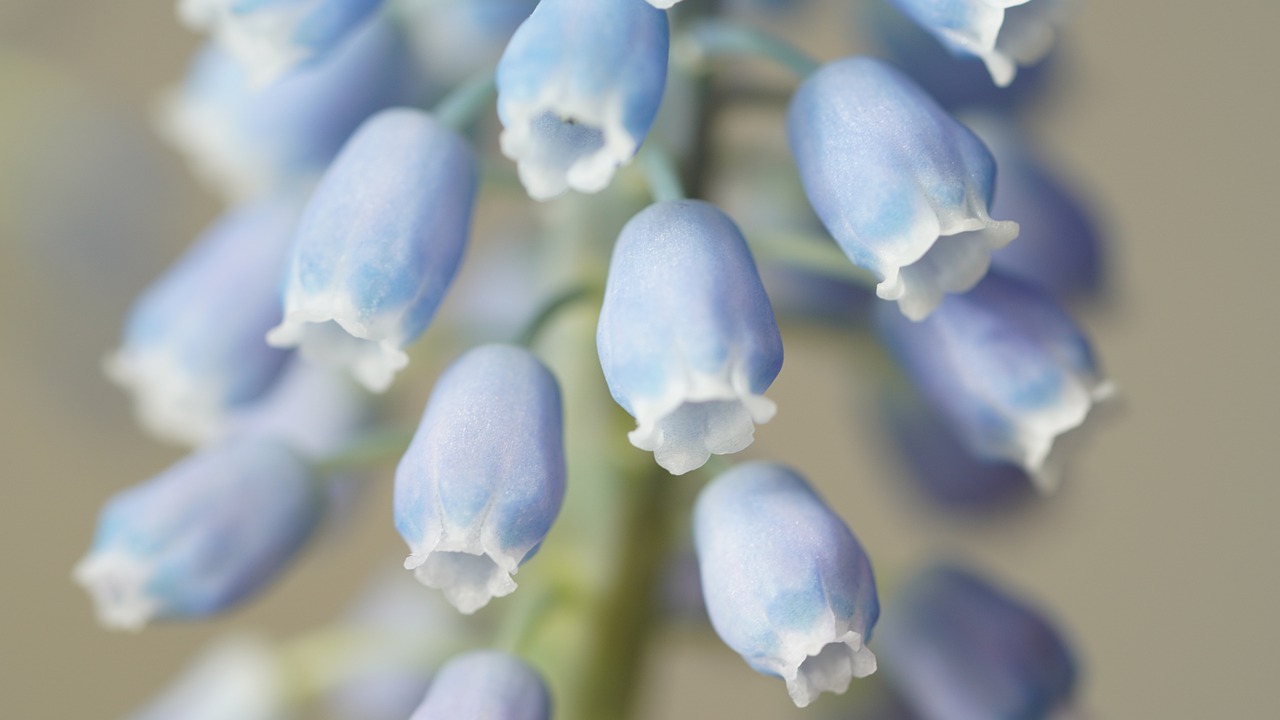 ¿Cuánto tiempo dura una planta de uva?