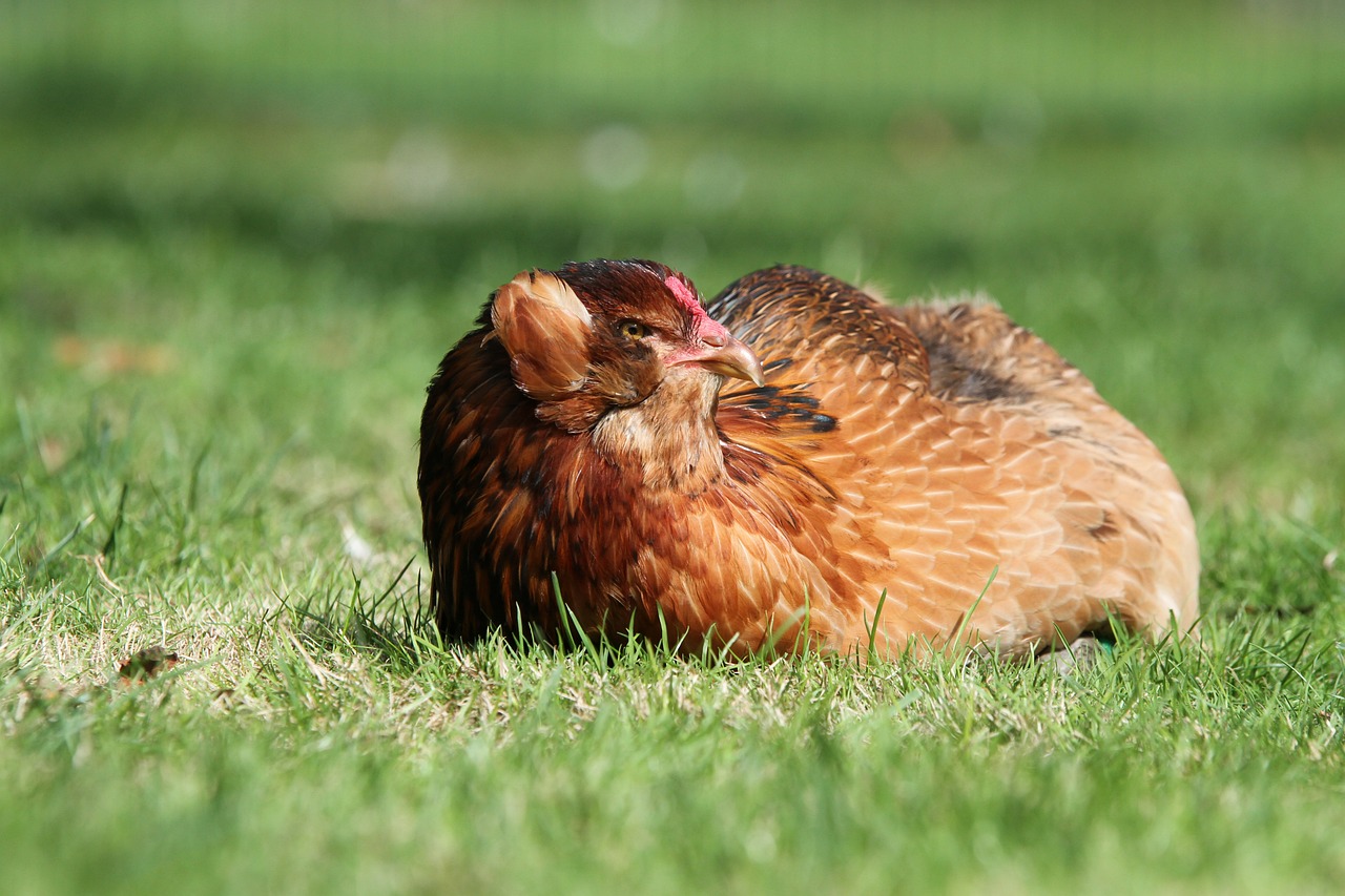 ¿Cuántos años vive una gallina araucana?