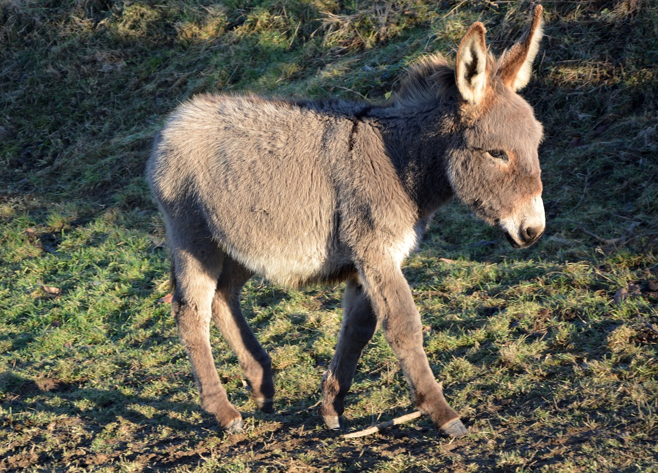 ¿Qué alimento comen los burros?