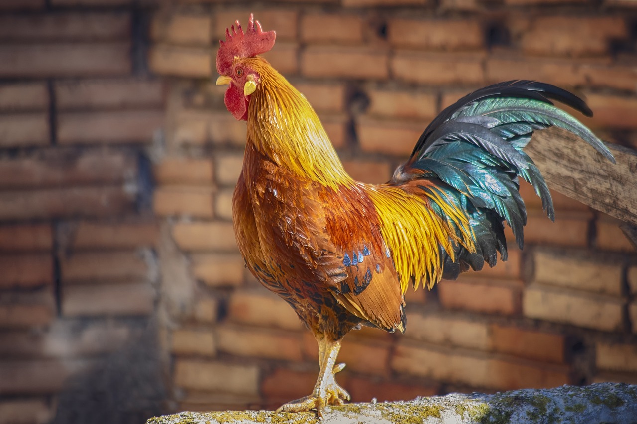 ¿Qué animales meter en un gallinero?