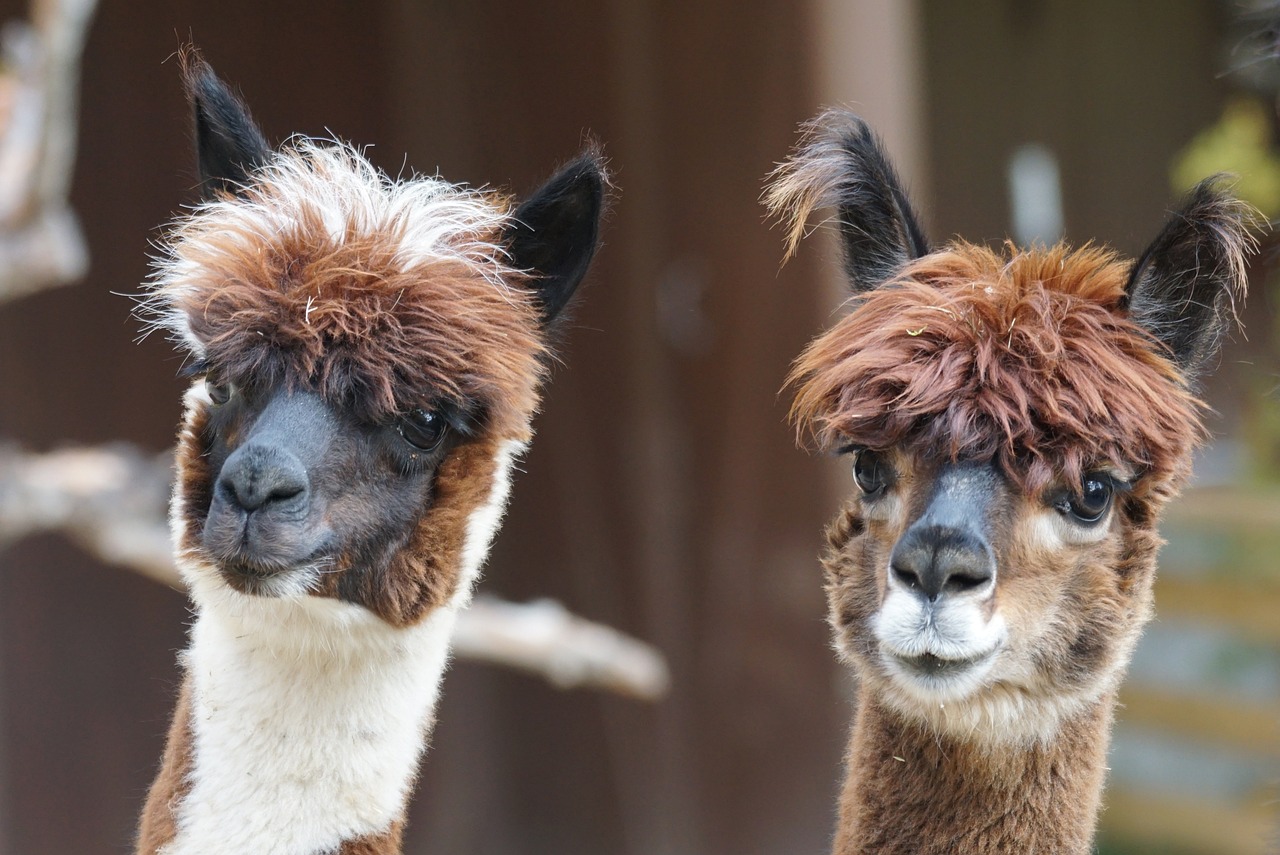 ¿Qué comen las alpacas y dónde viven?