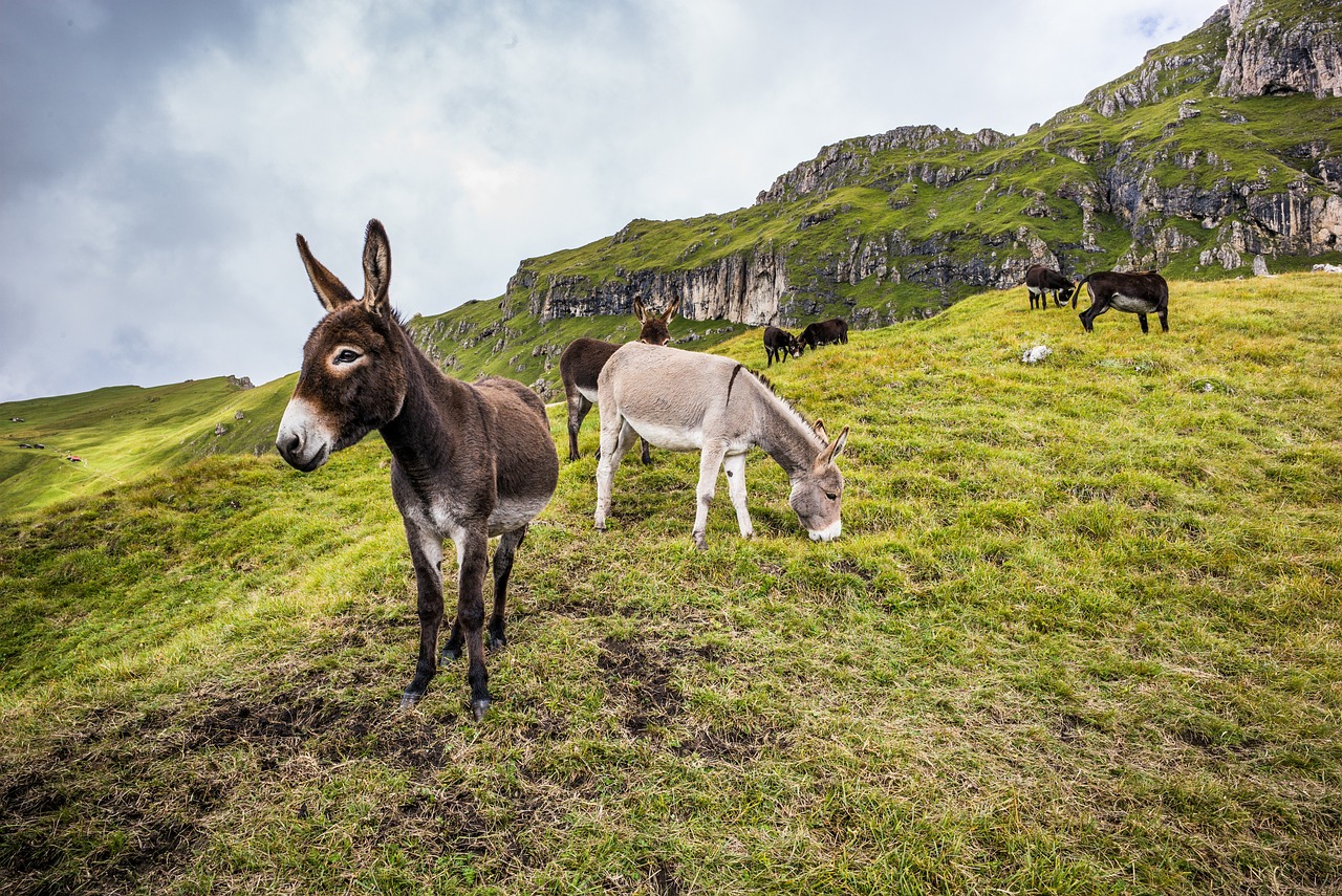 ¿Que dar de comer a un burro?