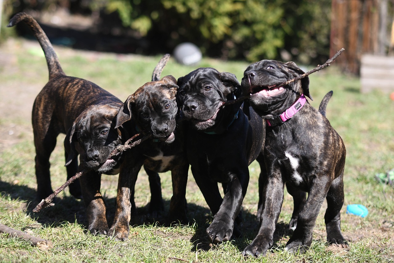 ¿Cómo es tener un Cane Corso?