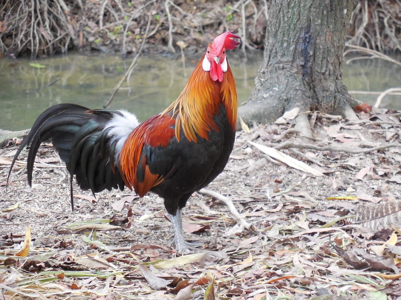 ¿Cómo se llama la raza de gallo negro?